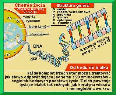 chemia życia - struktura genów